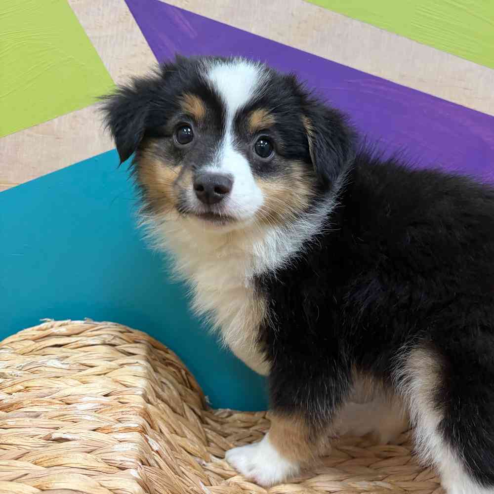 carousel pet images