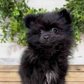 Pomeranian