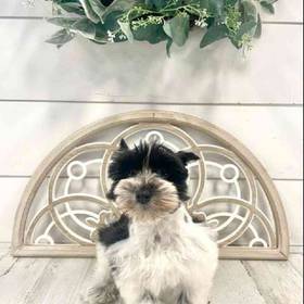 Mini Schnauzer