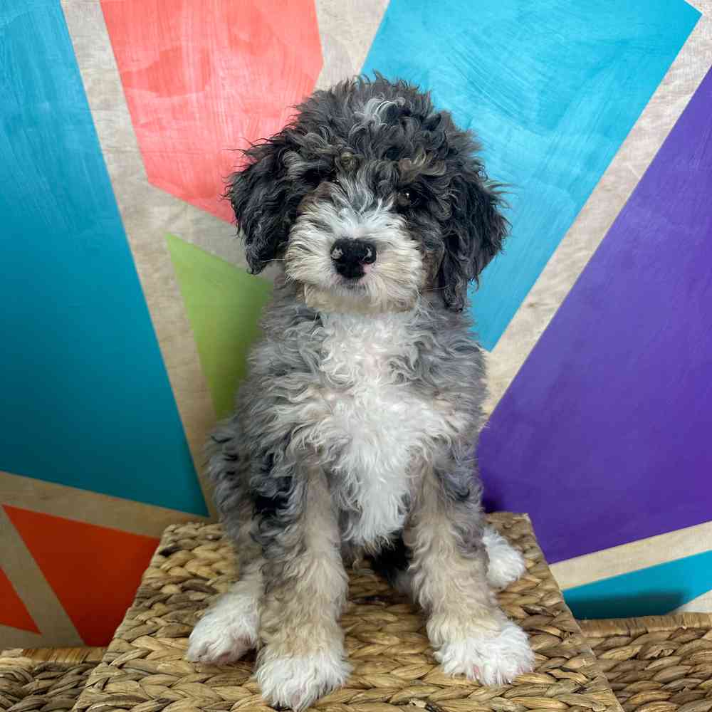 Image of a pet breed in the gallery