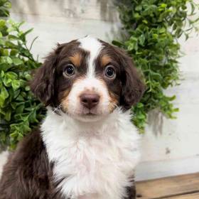 Mini Aussie