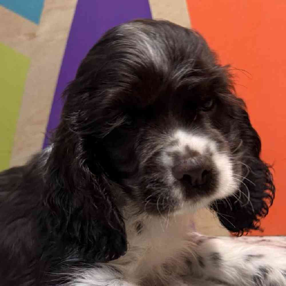 Male Cocker Spaniel Puppy for Sale in Rogers, AR