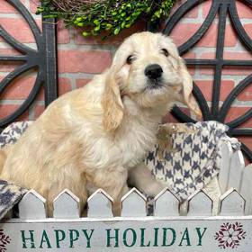 Mini Goldendoodle