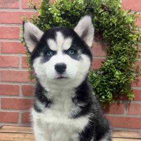 Siberian Husky