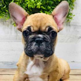 French Bulldog