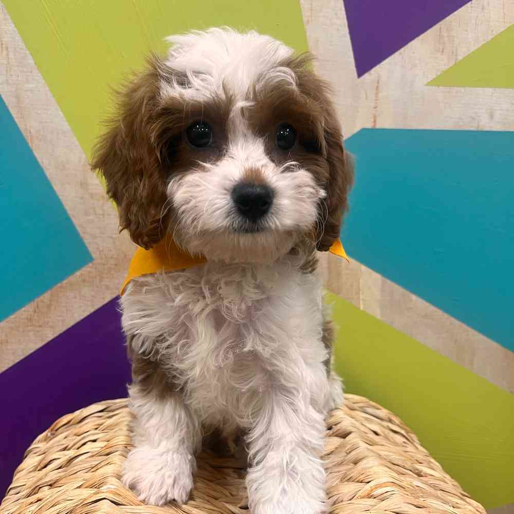 carousel pet images