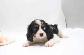Cavalier King Charles Spaniel