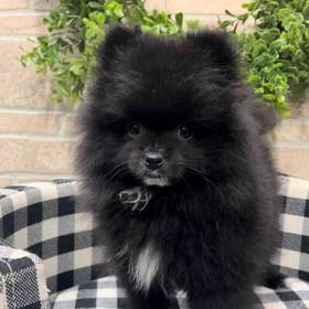 Pomeranian