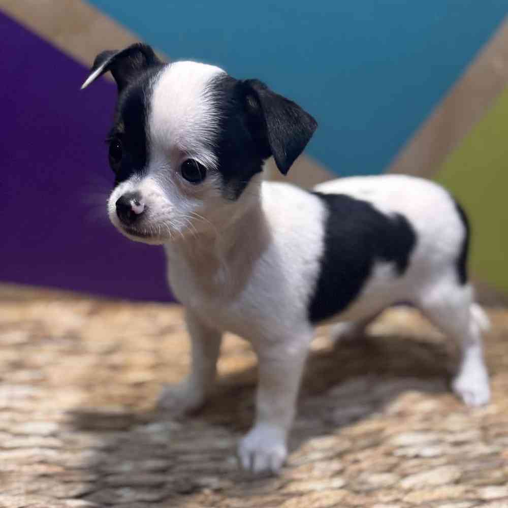 carousel pet images