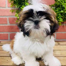 Shih Tzu