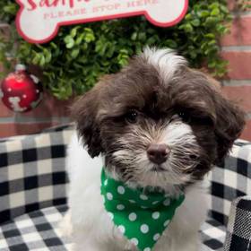 Havanese