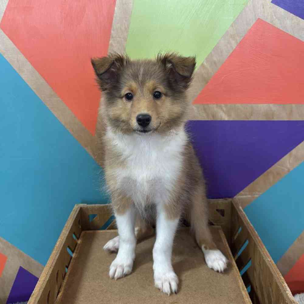 Female Sheltie Puppy for Sale in Joplin, MO