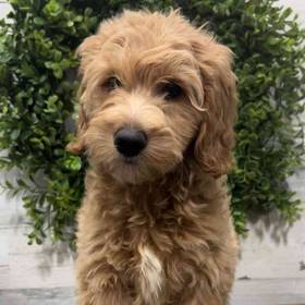 Mini Goldendoodle