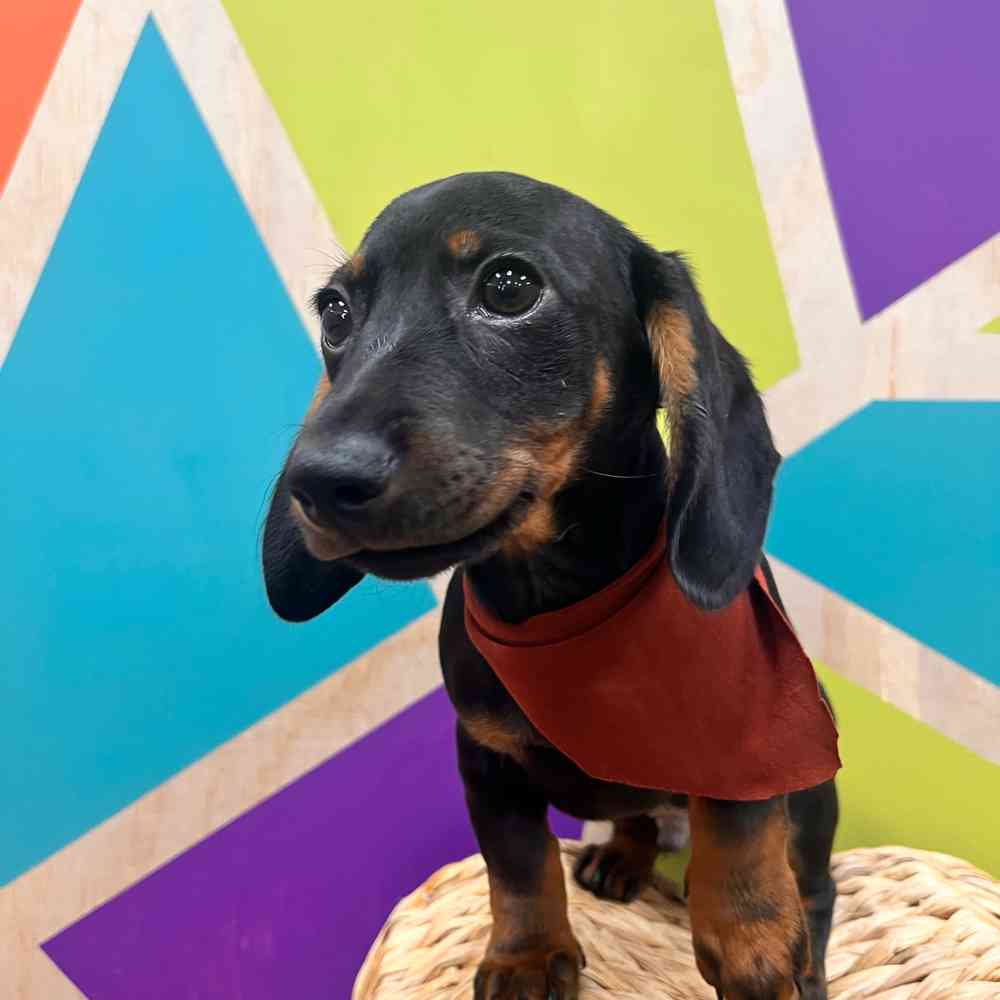 carousel pet images