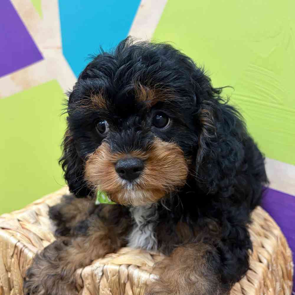 carousel pet images
