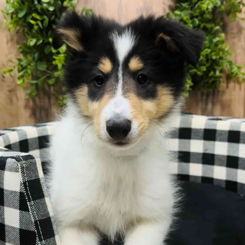carousel pet images