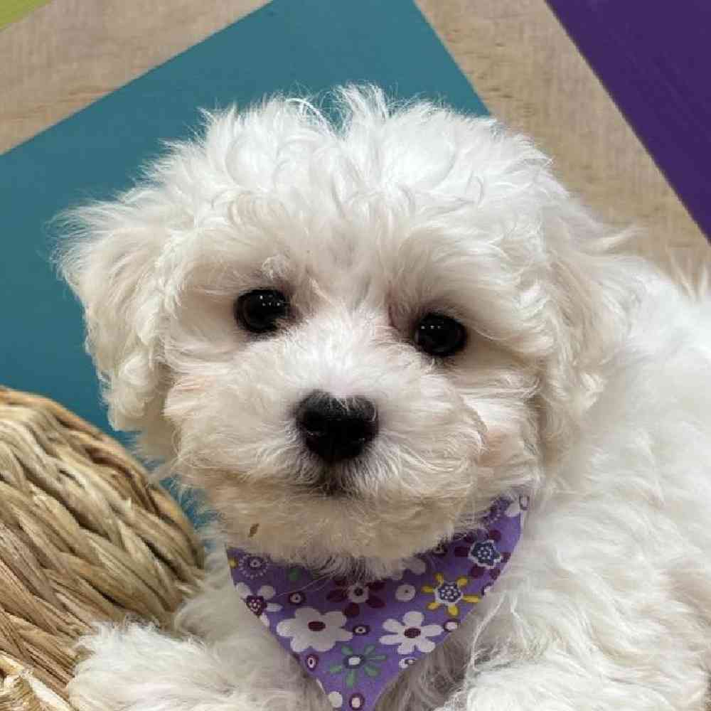 Image of a pet breed in the gallery
