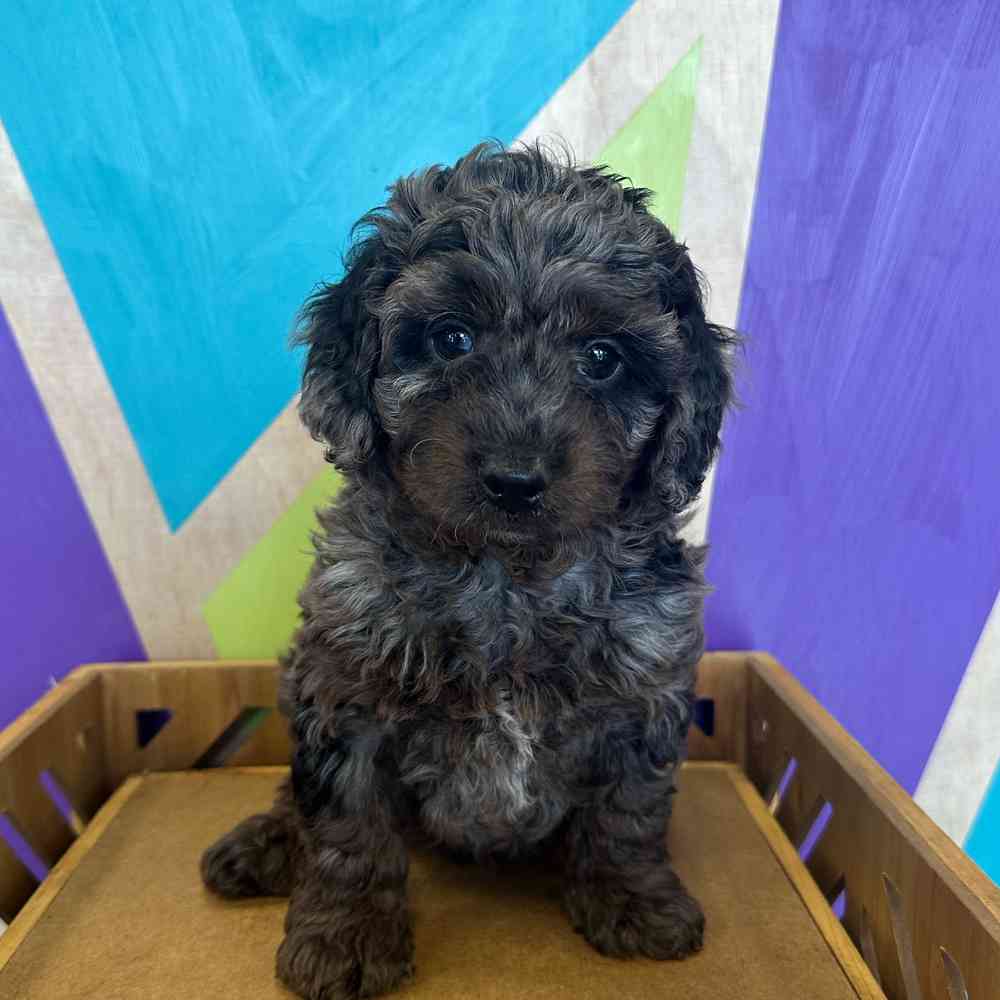 carousel pet images