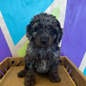 Cavapoo