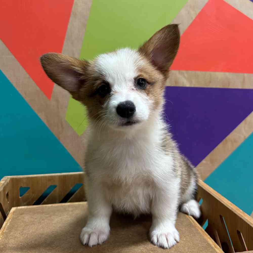 carousel pet images