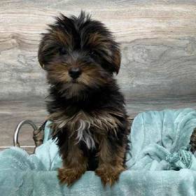 Yorkie