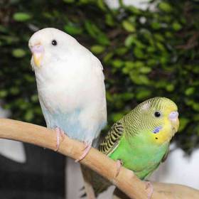 Parakeet