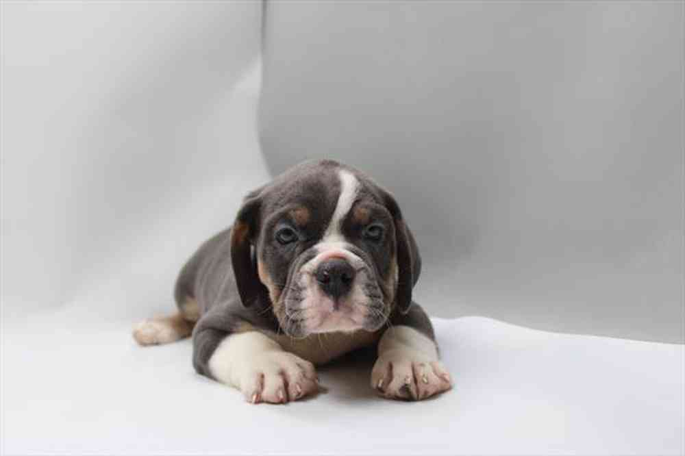 carousel pet images