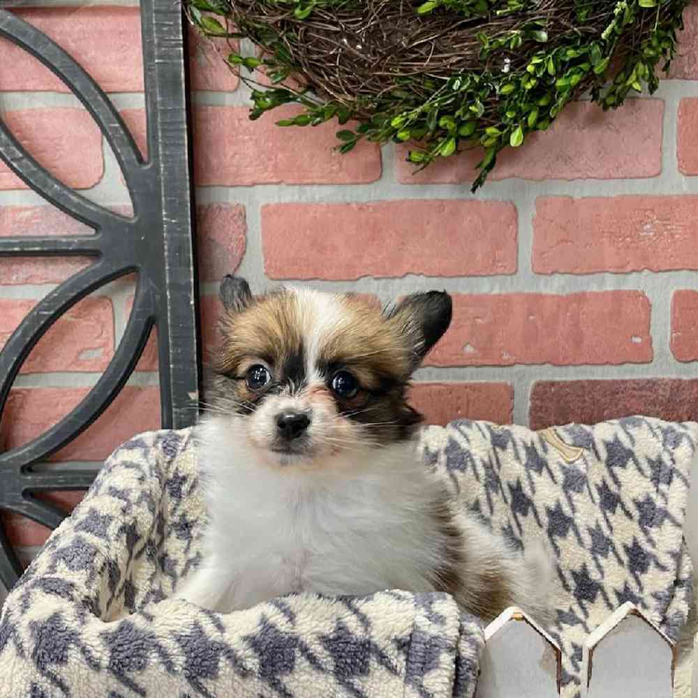 carousel pet images