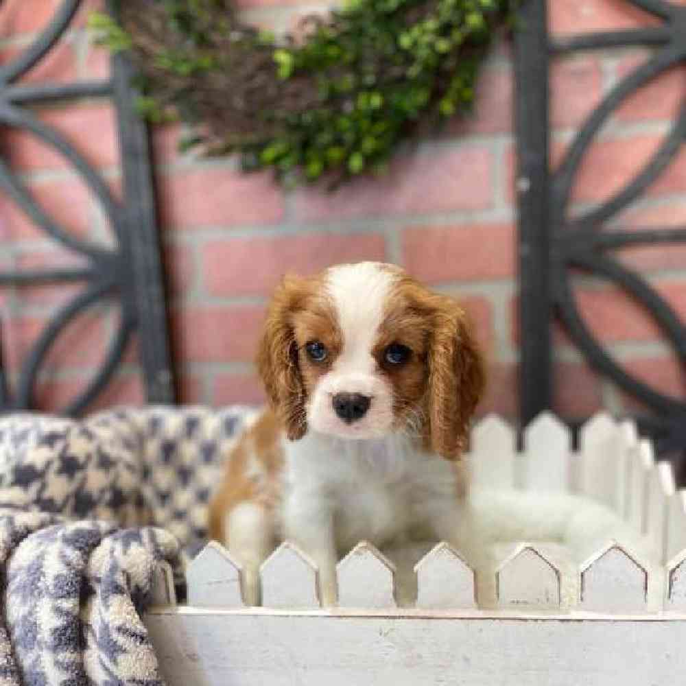 Female cavalier king charles spaniel sales for sale
