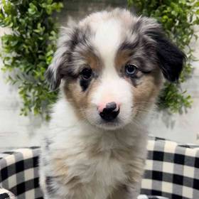 Mini Aussie