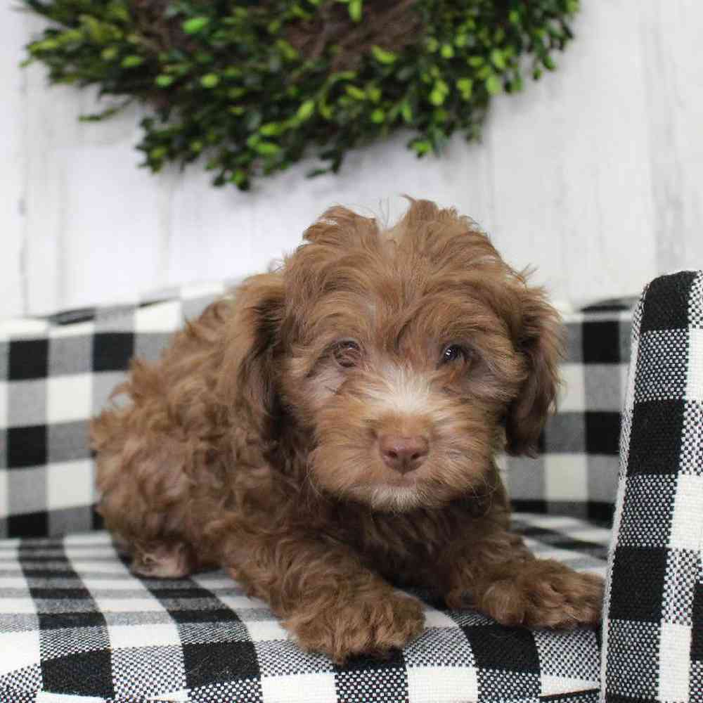 Male Cockapoo Puppy for sale