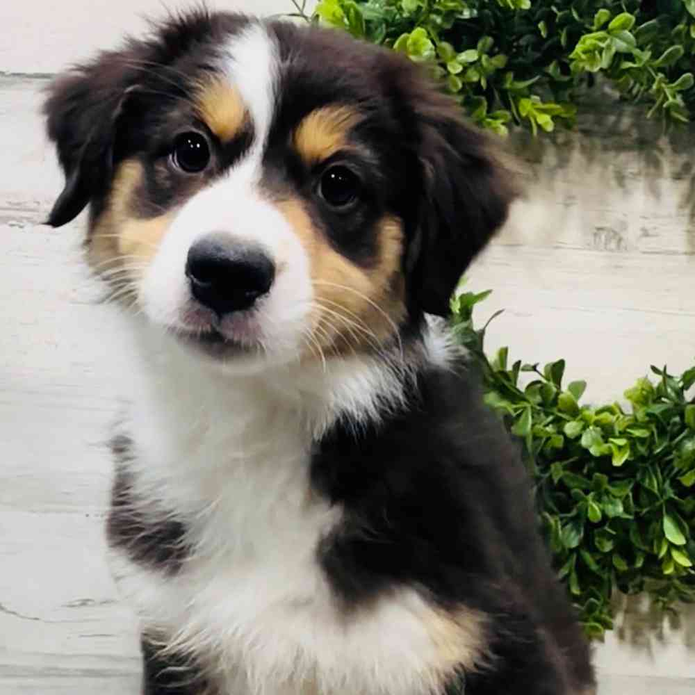 carousel pet images