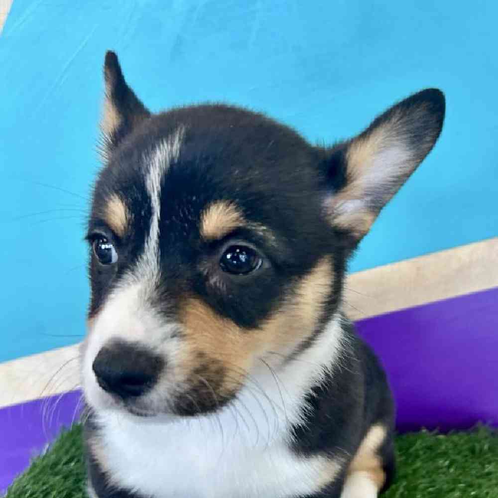 carousel pet images