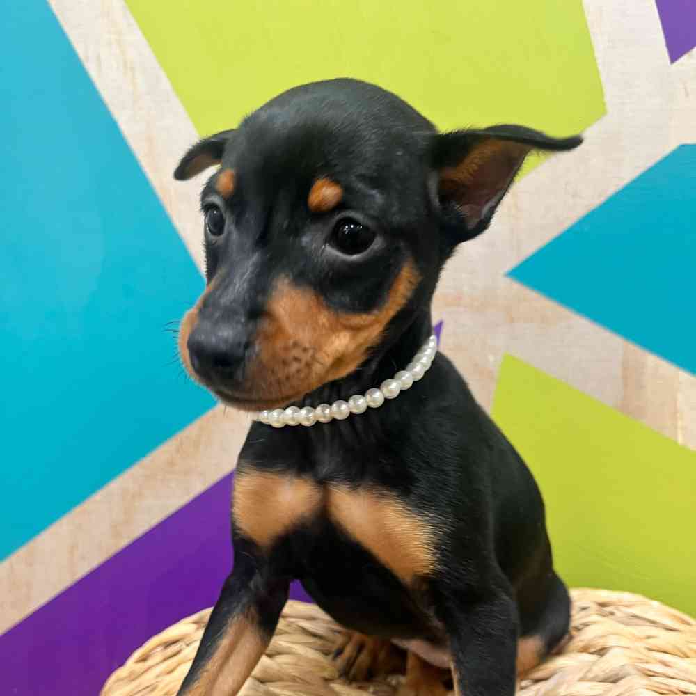 carousel pet images