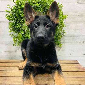 German Shepherd