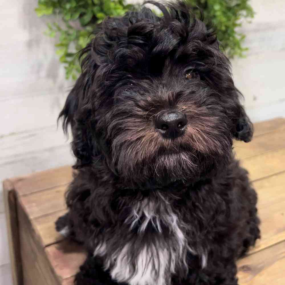 carousel pet images