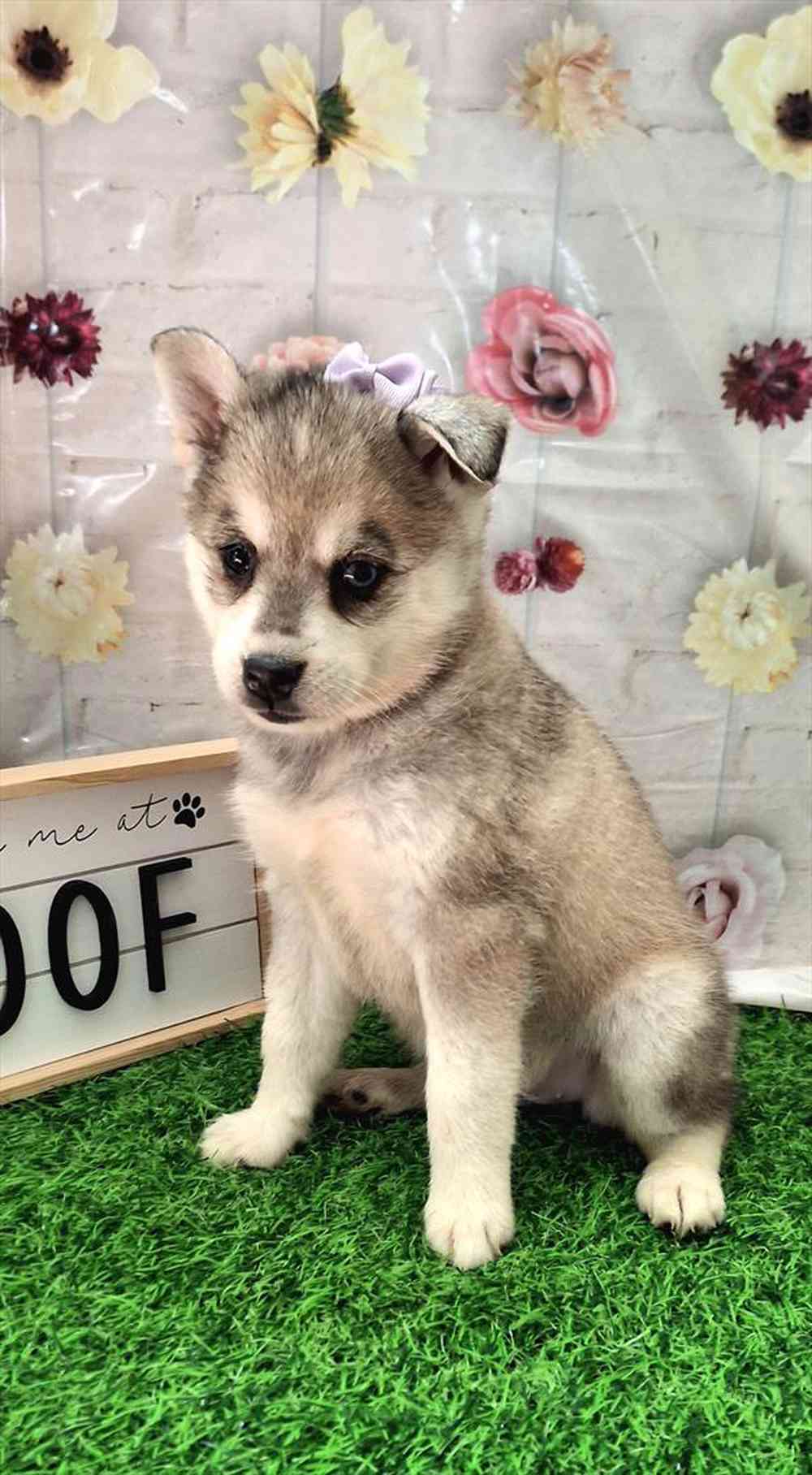carousel pet images
