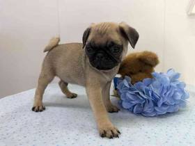 Pug