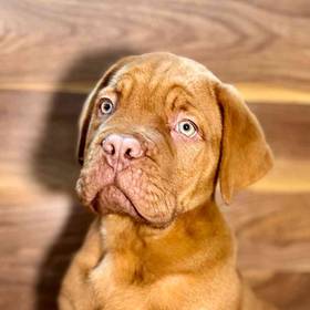 Dogue De Bordeaux