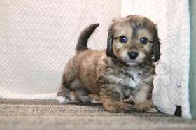 Cavachon