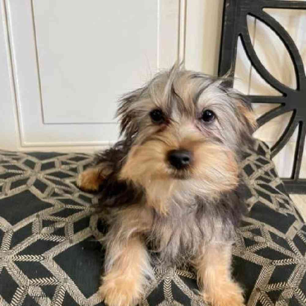 Male Silky Terrier Puppy for sale