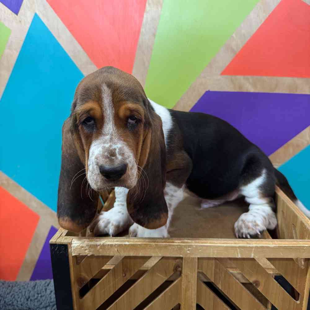 carousel pet images