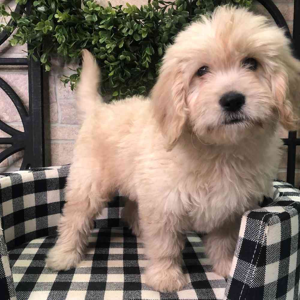 Male Mini Goldendoodle Puppy for sale