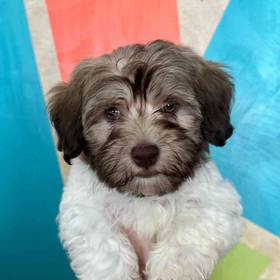 Havanese