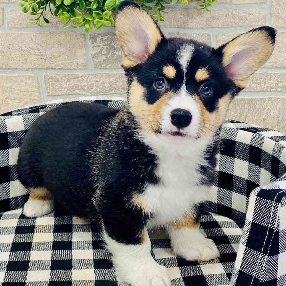 carousel pet images