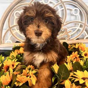 Mini Aussiedoodle