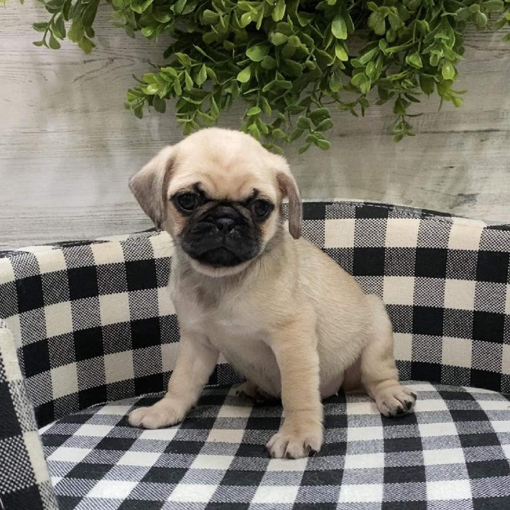 Female Pug Puppy for sale