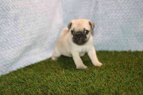 Pug