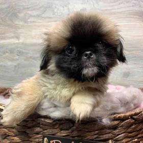 Pekingese