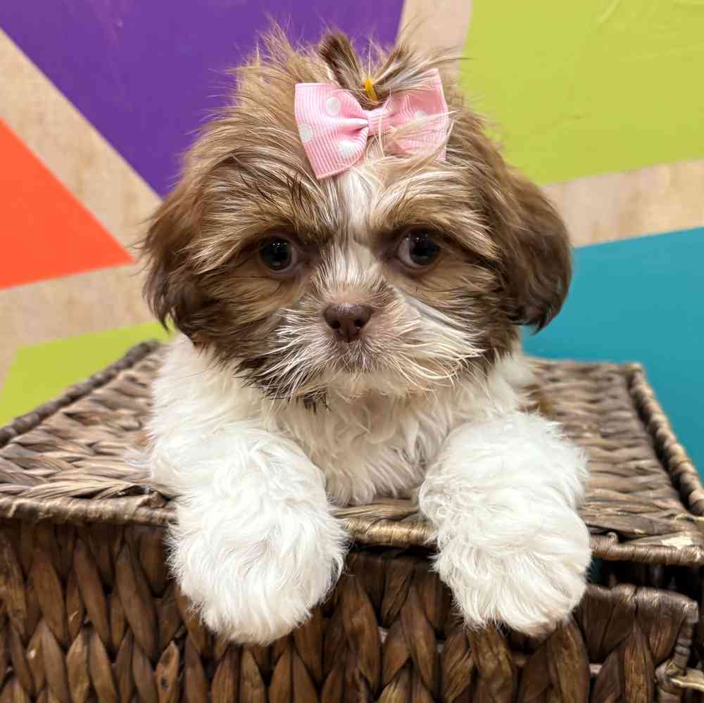 carousel pet images